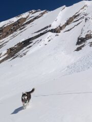 Zeus felice dopo la bella discesa