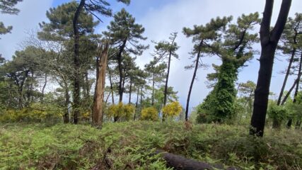 ginestre a Monte Perone