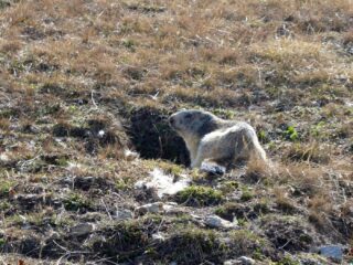 Più local di così...