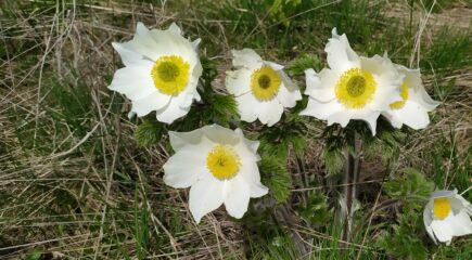 Bellissimi anemoni di montagna