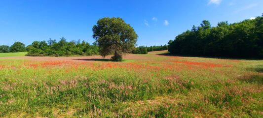 Esplosione di colori andando verso Cascia