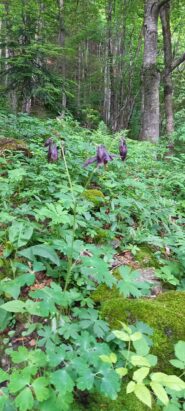 Aquilegia 