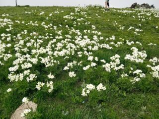 fioritura di anemoni 