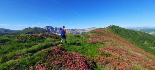 Rododendri fioriti alla cima del Cars