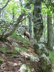 Camoscio curioso nel bosco
