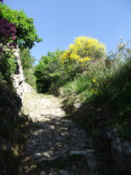 Mulattiera sopra Gorbio