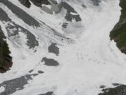 un gruppo numeroso di camosci
