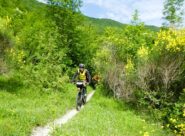 Le ginestre sul percorso tra Orvinio e Licenza
