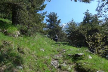 Nel bosco