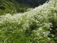 Sotto l'alpe Sassolenda il sentiero in questa stagione è un po' invaso dalla vegetazione