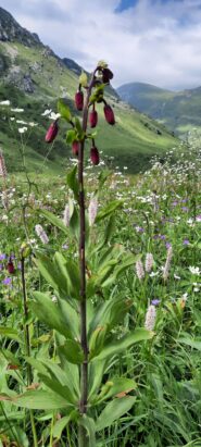 in primo piano un Giglio Martagone 
