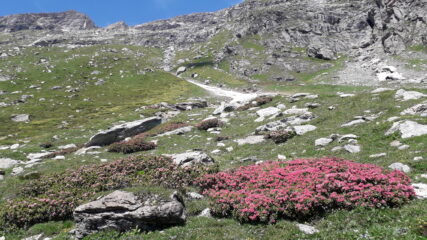 il vallone di Galambra in fiore..