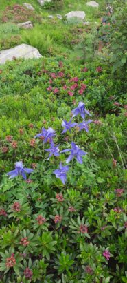 belle aquilegie fra i rododendri nel vallone di discesa