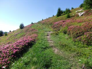 Tra i rododendri verso la Cima Missun