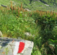 Erba alta all'alpe Pian delle Mule