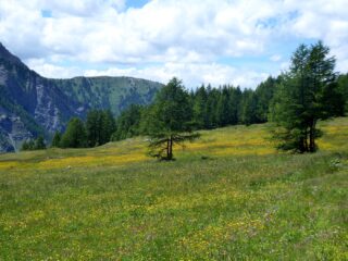 L'incredibile fioritura nella parte bassa.
