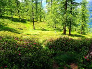 Praterie di rododendri poco sotto la cima.
