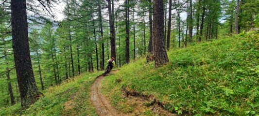 Tratti molto filanti nel bosco