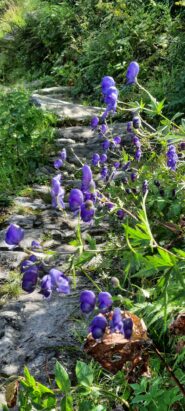 Aconito napello sul sentiero di salita. Belli ma non toccare: velenosi