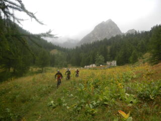 discesa tra piante di genziana