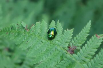 Secondo compagno di pranzo