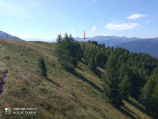 Appena fuori dal bosco verso l'erbosa cresta e in vista del docile Monte Sommo (freccia rossa)