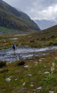 In compagnia degli stambecchi