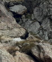 Bicolore bianco e nero.Stambecco autentico o incrocio con un caprone selvatico?