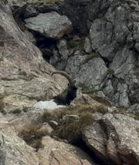 Bicolore bianco e nero.Stambecco autentico o incrocio con un caprone selvatico?