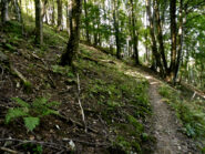 Sentiero nel bosco