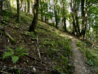 Sentiero nel bosco