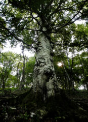 Grandi Alberi