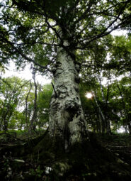 Grandi Alberi