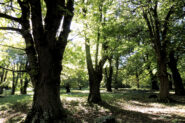 Bosco di Rezzago