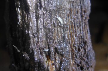 Alpioniscus feneriensis