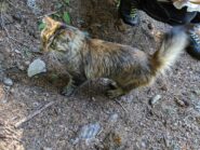 il sorprendente gatto di Valgrisenche