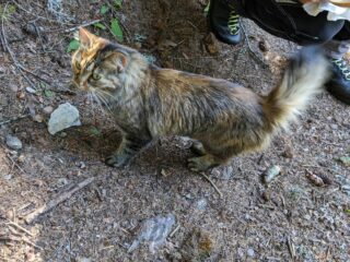 il sorprendente gatto di Valgrisenche