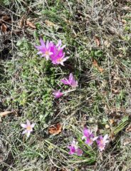 il velenoso Colchico autunnale (Colchicum)