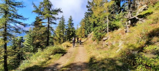 In alto larici e colori che cominciano ad accendersi