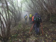 Sentiero nell' umido bosco 