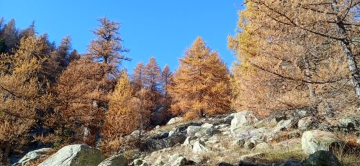 Stupendi colori autunnali durante il tratto su sentiero 