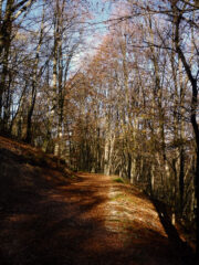 AMBIENTE