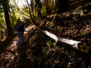 le lavorazioni nel bosco