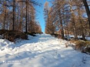 la via più diretta tra i larici