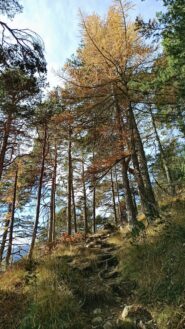 bellissimo percorso nel bosco