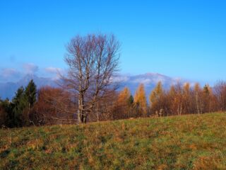 Ambiente nei pressi dell'Alpe Tedoldo. 