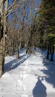 Sentiero in salita nel bosco