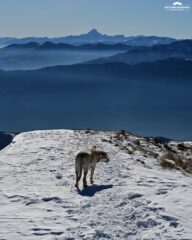Monviso dalla crestina terminale