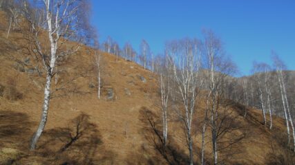 Il bel bosco di betulle all'inizio della cresta est