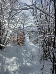 si esce dal bosco per arrivare sull'Alta Via dei Monti Liguri